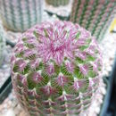 Image de Echinocereus rigidissimus (Engelm.) J. N. Haage