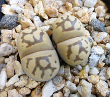 Image of Lithops dorotheae Nel