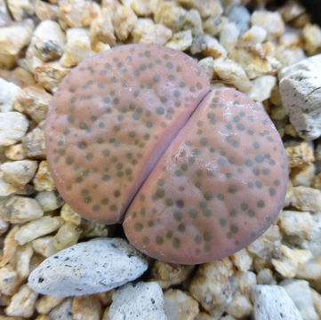 Image of Lithops fulviceps (N. E. Br.) N. E. Br.