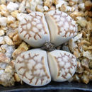 Image of Lithops julii (Dinter & Schwant.) N. E. Br.