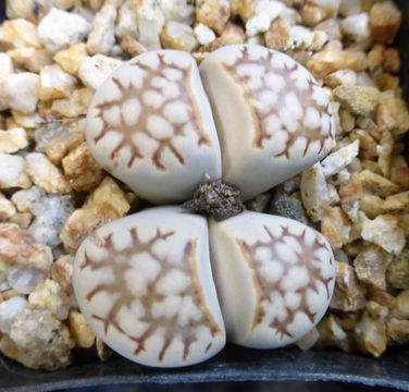 Image of Lithops julii (Dinter & Schwant.) N. E. Br.