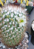 Mammillaria neopalmeri R. T. Craig的圖片