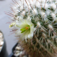 Mammillaria neopalmeri R. T. Craig的圖片