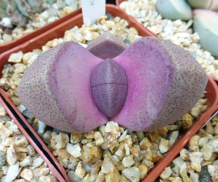 Image of Pleiospilos nelii Schwant.