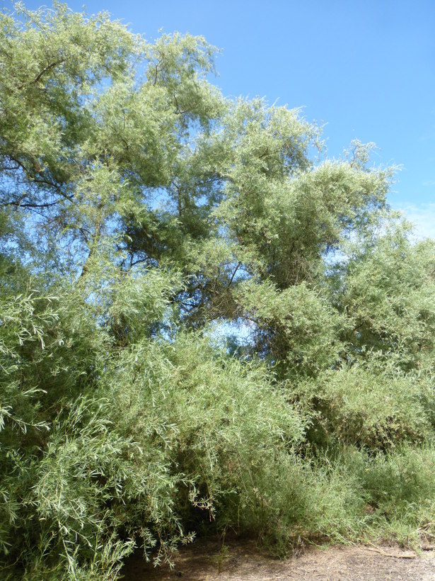 Image of narrowleaf willow