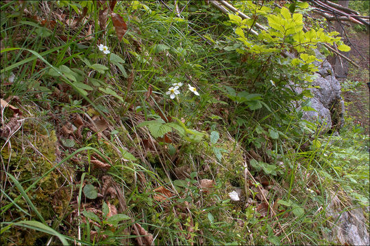 Image of Hautbois Strawberry