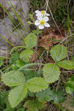 Image of Hautbois Strawberry