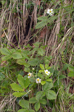 Image of Hautbois Strawberry