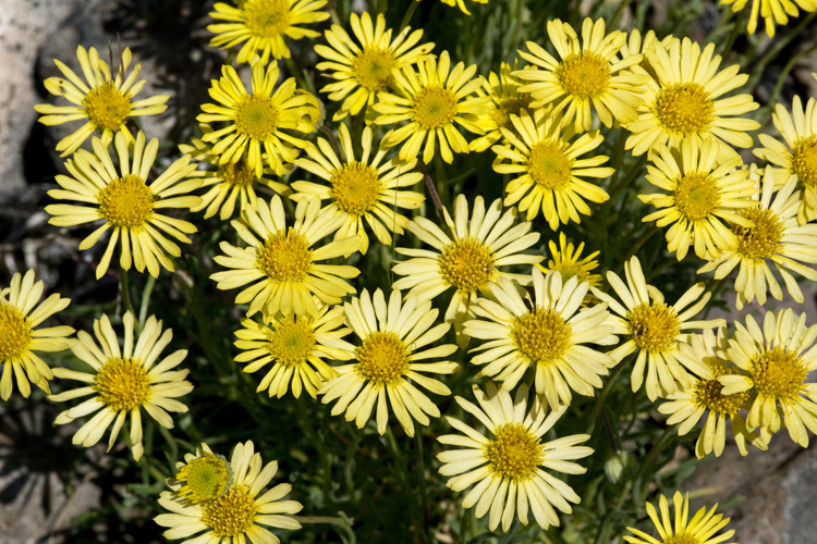 Image de Erigeron linearis (Hook.) Piper