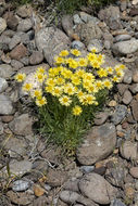 Image de Erigeron linearis (Hook.) Piper