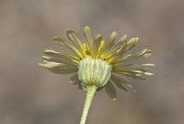 Image de Erigeron linearis (Hook.) Piper