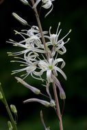 Image of wavyleaf soap plant