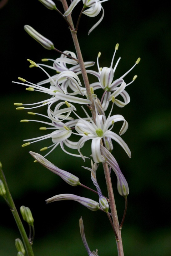 Image de Chlorogalum pomeridianum (DC.) Kunth