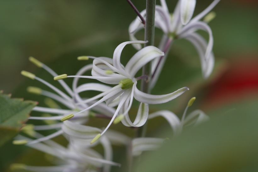 Слика од Chlorogalum pomeridianum (DC.) Kunth