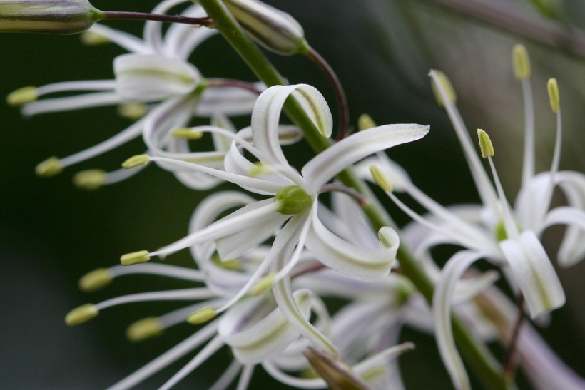 Image de Chlorogalum pomeridianum (DC.) Kunth