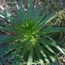 Image of Hana Forest silversword