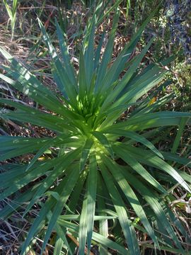 Image of Hana Forest silversword