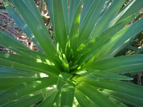 Слика од Argyroxiphium grayanum (Hillebr.) Deg.