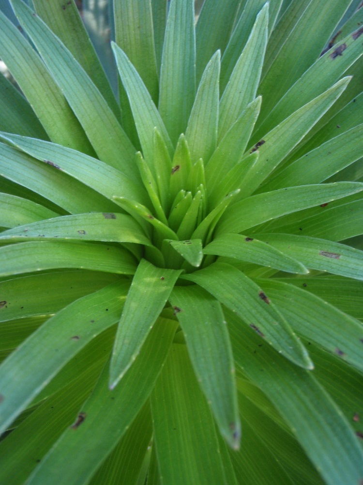 Слика од Argyroxiphium grayanum (Hillebr.) Deg.