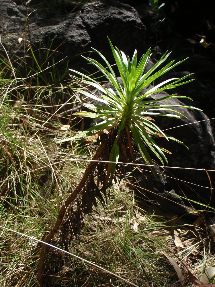 Слика од Argyroxiphium grayanum (Hillebr.) Deg.