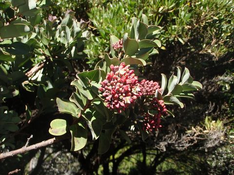 Image of Haleakala sandalwood