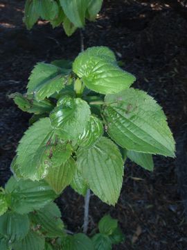 Image of Hawai'i red cranesbill