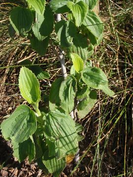 Image of Hawai'i red cranesbill