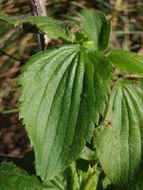 Image of Hawai'i red cranesbill