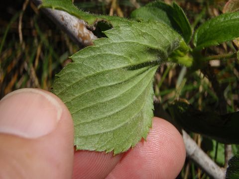 Imagem de Geranium arboreum A. Gray