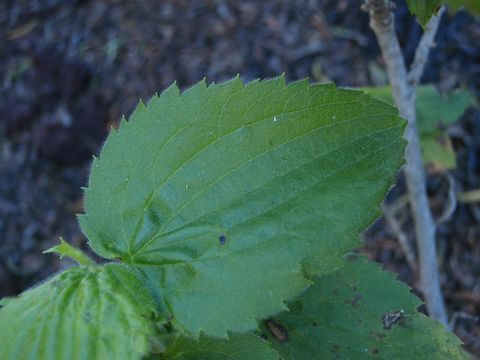 Imagem de Geranium arboreum A. Gray