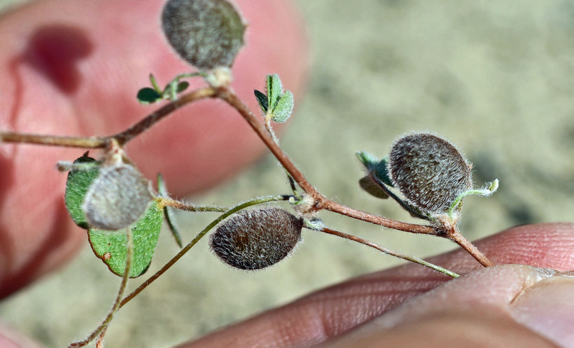 Image of <i>Marsilea <i>vestita</i></i> ssp. vestita