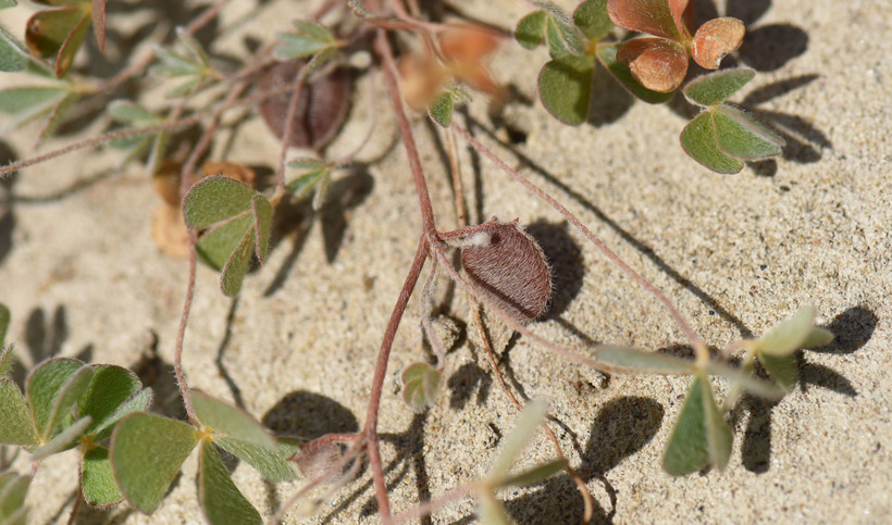 Image of <i>Marsilea <i>vestita</i></i> ssp. vestita