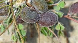 Image of <i>Marsilea <i>vestita</i></i> ssp. vestita