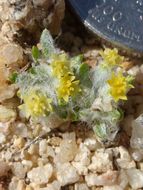 Image of Mojave woolly sunflower