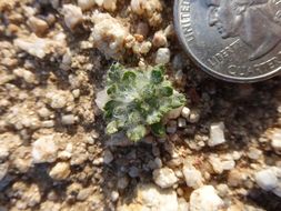 Image of Mojave woolly sunflower