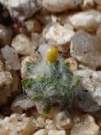 Image of Mojave woolly sunflower