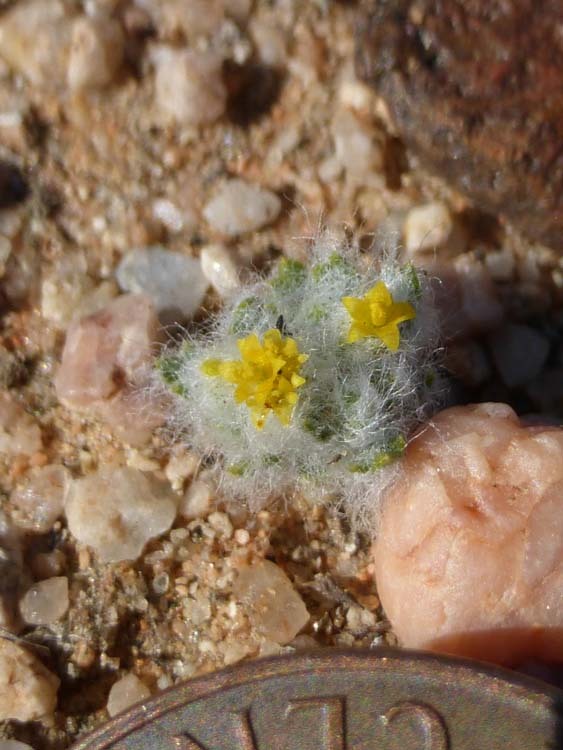 Image of Mojave woolly sunflower