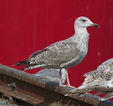 Imagem de Larus argentatus argentatus Pontoppidan 1763