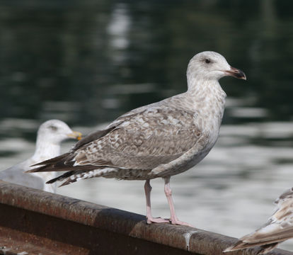 Image of herring gull