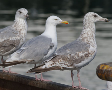 Image de goëland argenté