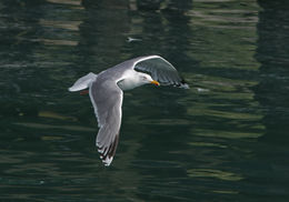 Sivun Larus argentatus argentatus Pontoppidan 1763 kuva