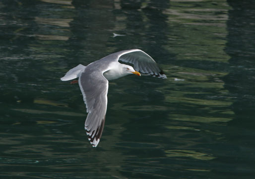 Image de goëland argenté