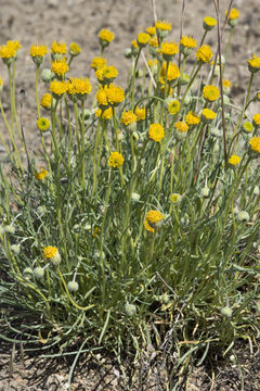 Image de Erigeron linearis (Hook.) Piper