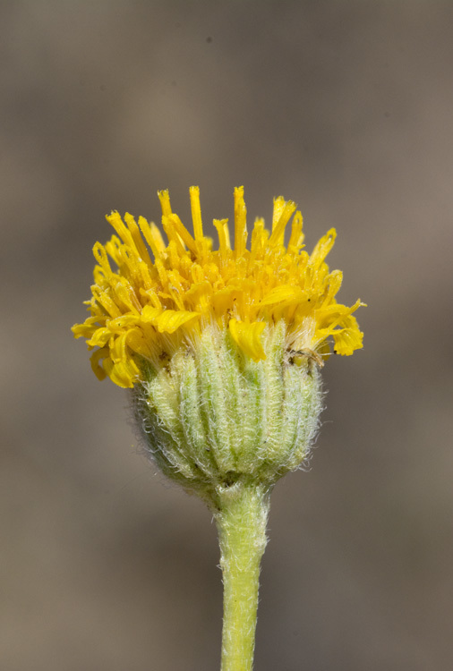 Image de Erigeron linearis (Hook.) Piper