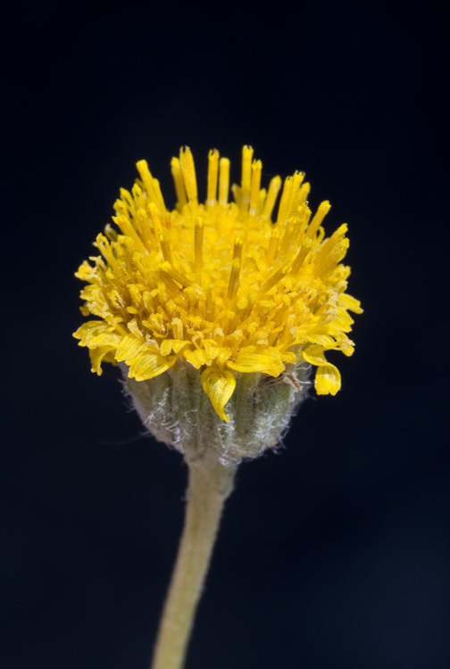 Image de Erigeron linearis (Hook.) Piper