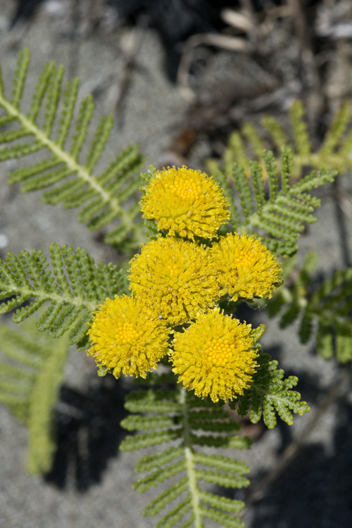 Tanacetum bipinnatum (L.) Sch. Bip.的圖片