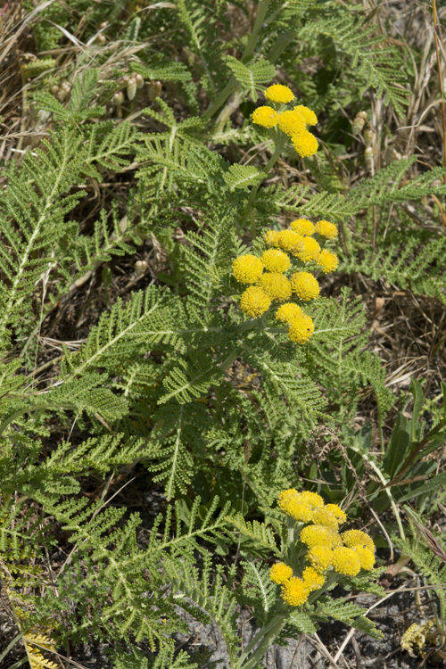 Tanacetum bipinnatum (L.) Sch. Bip.的圖片