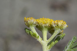 Image of Lake Huron tansy