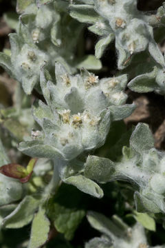 Image of western marsh cudweed