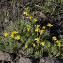 Image of goldenweed